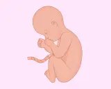 Feto in posizione fetale, con le mani sul viso, pronto per le ferie durante l'ottavo mese di gravidanza.